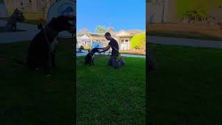 Beachcomber 8 Month Old Male Pit Bull Terrier Mix Needs Rescue By 10032025