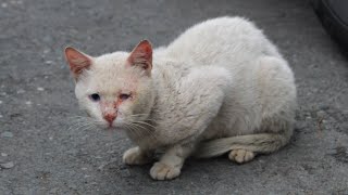 The wounded cat sleeps on the streets by French Stevey 3,484 views 4 years ago 2 minutes, 14 seconds