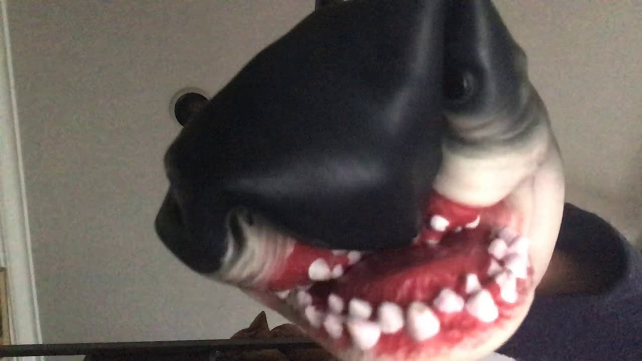 The shark goes ont and has a weird nose YouTube
