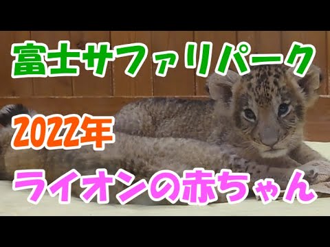 Snsで話題 富士サファリパーク ライオンの赤ちゃん 6 24に2頭生まれました 生後1ヶ月ですごくかわいいです Youtube
