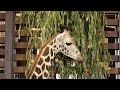 День рождения жирафа Дёмы - 05.08.2021