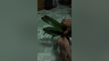 Cách ghép đai châu,nghinh xuân,ngọc điểm lên gỗ đơn giản và đẹp