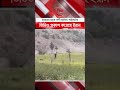 ইরানের হাতে বন্দী মার্কিন পাইলটের প্রথম ভিডিও প্রকাশ! #BreakingNews #USIranWar #PilotVideo