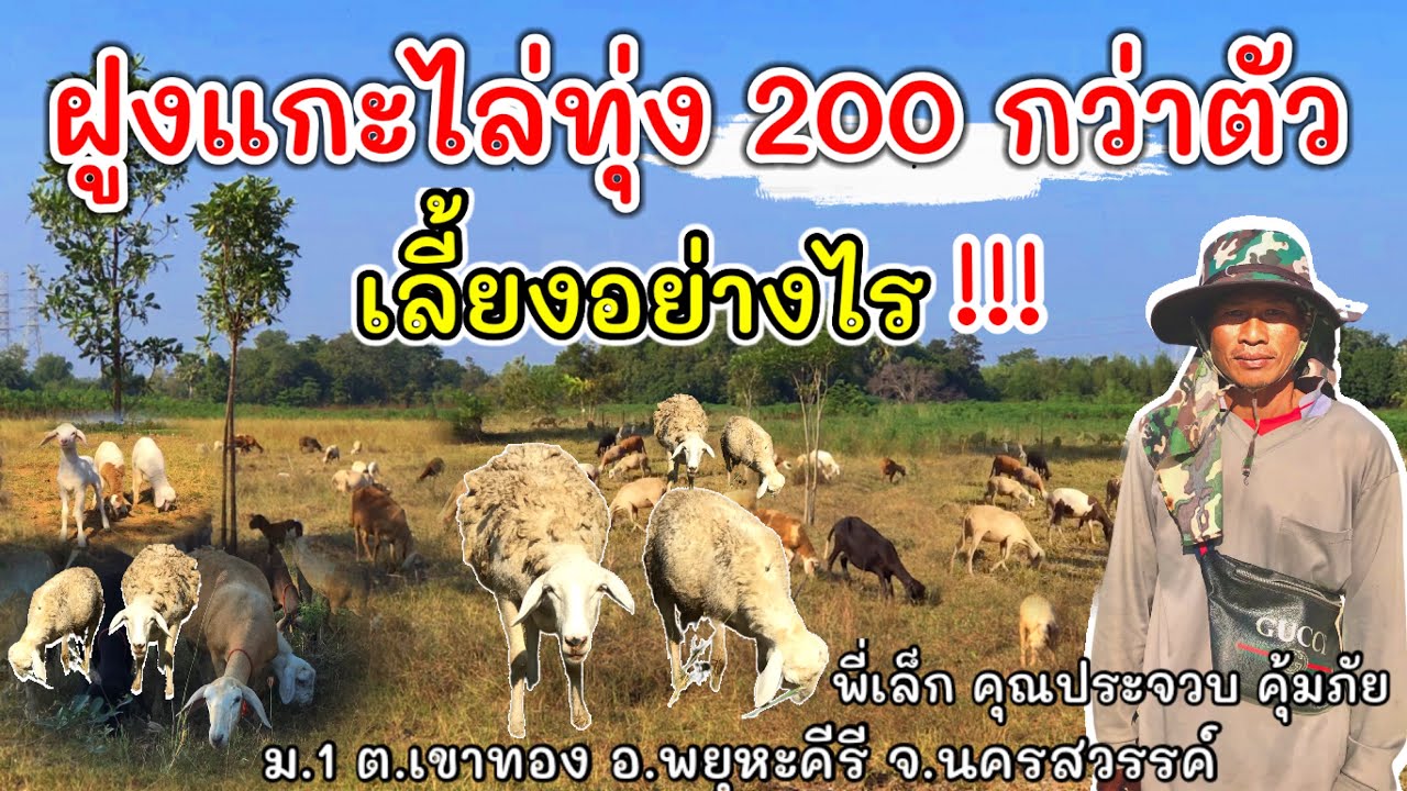 ฝูงแกะไล่ทุ่ง 200 กว่าตัว เลี้ยงอย่างไร‼️ ต้องดูคลิปนี้ | พี่เล็ก ต.เขาทอง อ.พยุหะคีรี จ.นครสวรรค์