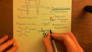 Chronic Inflammation - Angiogenesis Part 12
