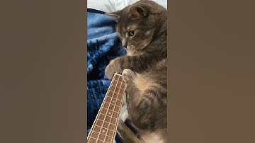 Thumbnail of Cat plays the ukulele (so cute)