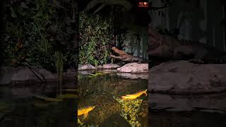 Arowana Fish Pond