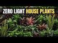 18 Gorgeous Houseplants That Thrive Without Sunlight
