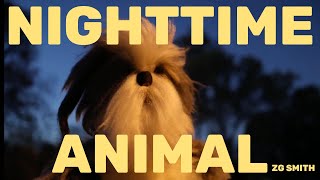 Video thumbnail of "Nighttime Animal (Official Music Video) - ZG Smith"
