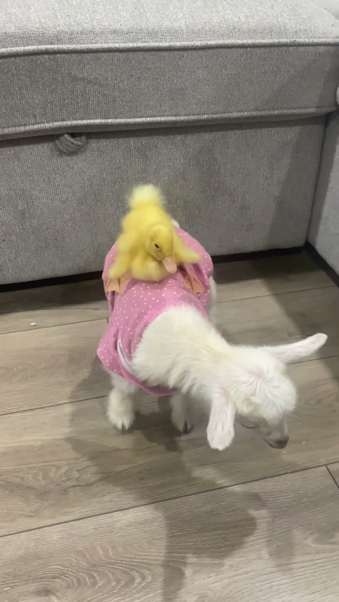 Duckling Rides Goat || ViralHog