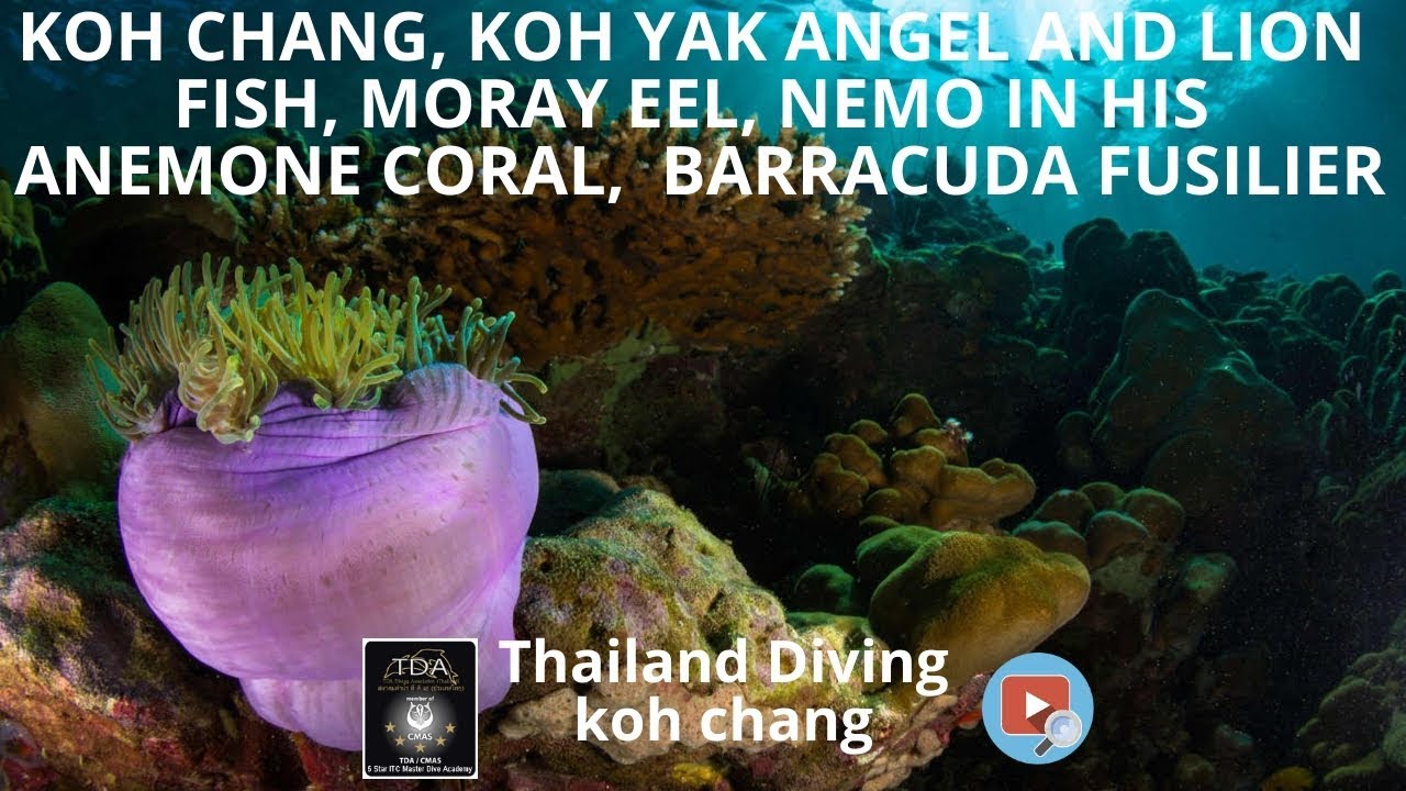 koh chang, koh yak angel and lion fish, moray eel, nemo in his anemone