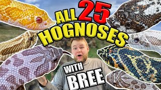 MEET ALL OUR PETS!! HOGNOSE EDITION (rare morphs) ft. BREE