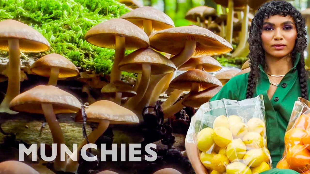 Mushroom Harvesting Around The World | Counter Space (Clip) | Munchies