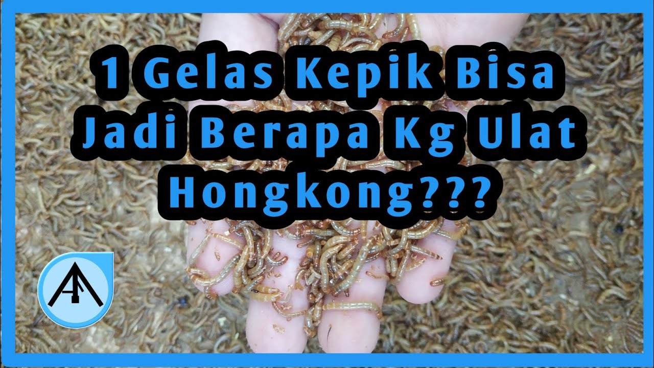 Satu Gelas Kepik Menghasilkan Berapa Banyak Ulat Hongkong????