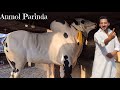 Dera dr shoaib  dangerous bulls  fateh jang bulls 2024  cow mandi 2024 bakra mandi 2024