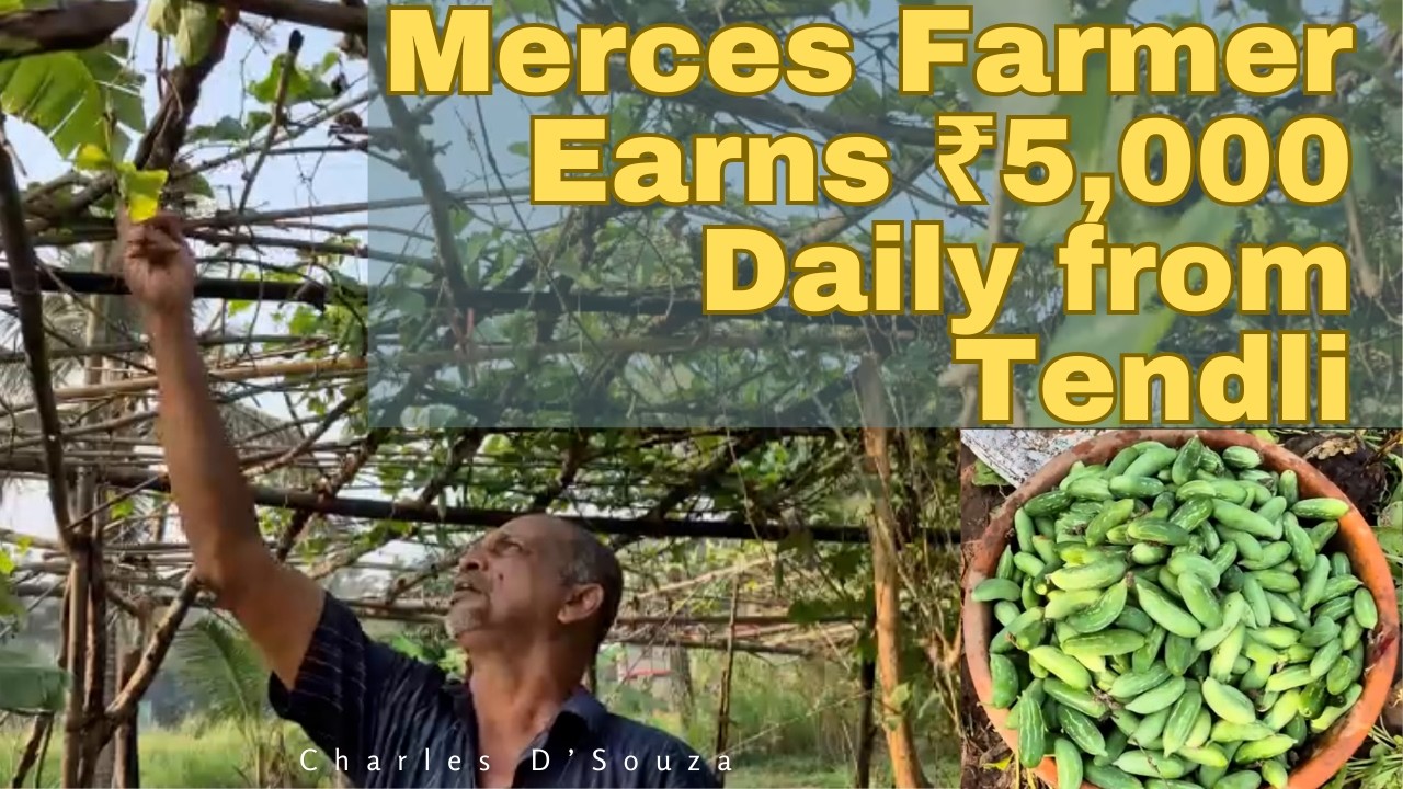 Merces Farmer Earns ₹5,000 Daily from Tendli