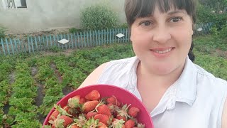 Почався урожай полуниці,а ми вже думаємо за урожай малини 🍓