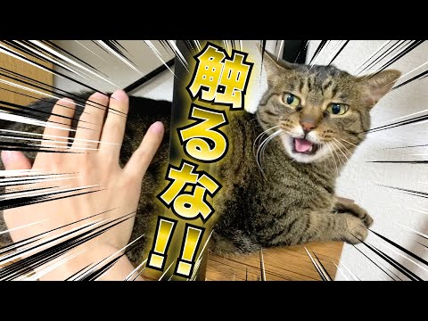 ドゥッリドゥリの猫目ルチルたん！ The result of trying to kiss a ferocious cat with all my