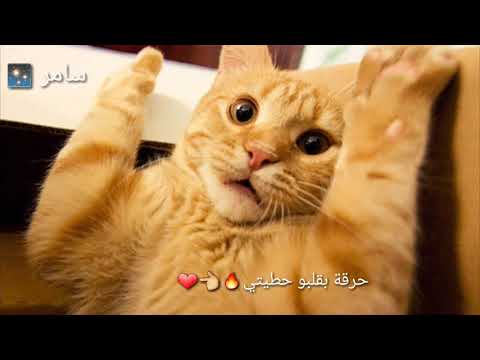 يا عمي بنتك مرتي