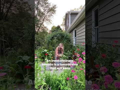 Video: Herba Salad Burnet: Ketahui Tentang Salad Burnet Tumbuh Di Taman