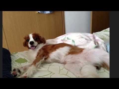「わが輩は、犬」清十郎ver.