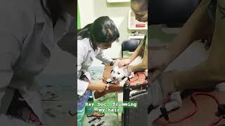 Beautiful Doctor is trimming a LHASA APSO! #pets #dog #animalcare #ytshorts #youtubeshorts #veteran