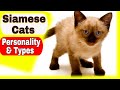 Siamese Cats - Personality and Types of Siamese Cats の動画、YouTube動画。