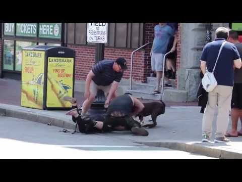 Vidéo: Pet Scoop: NYPD sauve un chiot blessé de l'autoroute, Cendrillon le tigre trouve l'amour