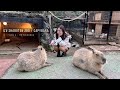 Capybara overdose at izu shaboten zoo  shizuoka japan 