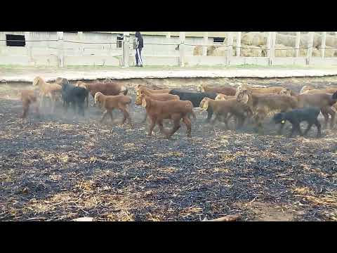 Гиссарские ягнята грубого типа от трёх моих производителей ( 11.04.2023 г.) +79054444790