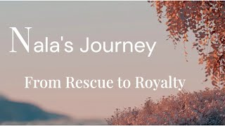 Nalas Journey - Hopeless To Home. A New, Happy, Spoiled Life 30 Days After Leaving The Shelter.