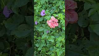 Twin Flames Vines Rainbows Butterflies Morning Glories Meanings Gardening Pink Purples 