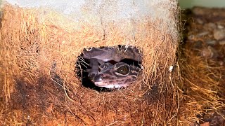 WINTERING JAPANESE LIZARDS / Unique collection of goniurosaurus