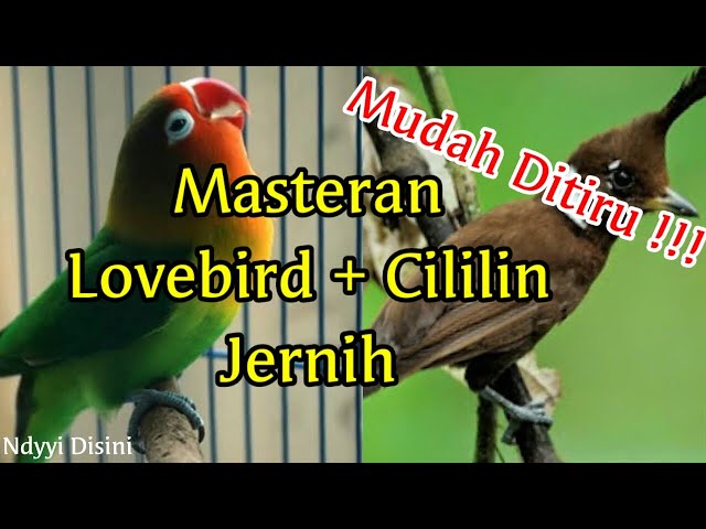 Masteran Burung Lovebird Dan Cililin class=