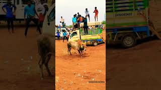 Puli. Varuthu Ennamooruphotography