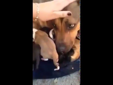 Мама-собака плачет от того, что ей вернули щенков