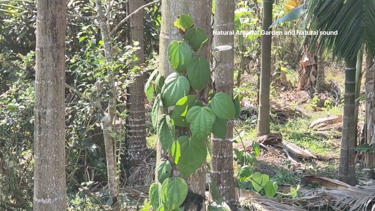 Natural areanut garden natural sound