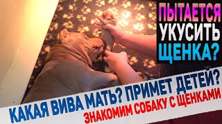 Собака первый раз увидит своих щенков! Какая будет реакция?