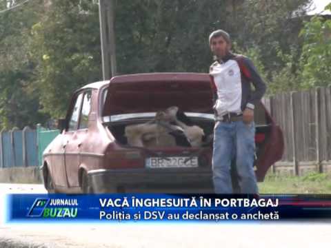 Video: Cum induci căldură la o vacă?