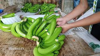 How To Process Banana Export(Mini Packing House)Mindanao