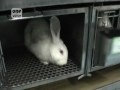 One voice  enqute dans un laboratoire  un lapin trs malade