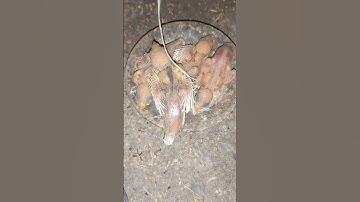 Java Sparrow for chicks breeding progress & ya allahu ya rahman&#java #shorts #yaallahoyarahman