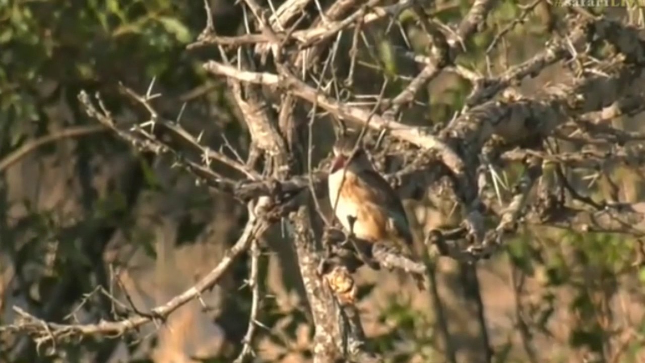 sindile faku July 12, 2017 - Sunset -Brown Hooded Kingfisher with Tayla