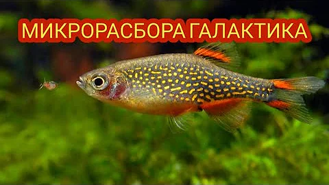 МИКРОРАСБОРА ГАЛАКТИКА. УХОД , СОДЕРЖАНИЕ И КОРМЛЕНИЕ