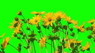 Real Sunflower Green Screen l HD