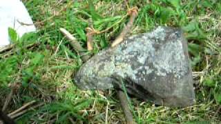 Paiute Deadfall Trap Mechanism