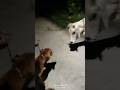 Leo का लफड़ा हो गया 🤯😂#shorts #animals #dog #shortsfeed #viral #trending #funny #gaumata