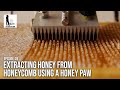 Extracting Honey from Honeycomb using a Honey Paw -  The Bush Bee Man