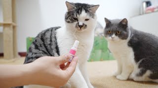 How do cats cope with the pungent taste of mint?🐱🤣| SD猫の夢島💗 by SD猫の夢島 201 views 3 months ago 4 minutes, 2 seconds
