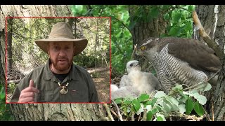 Falconry: Looking for Goshawk nests #falconry